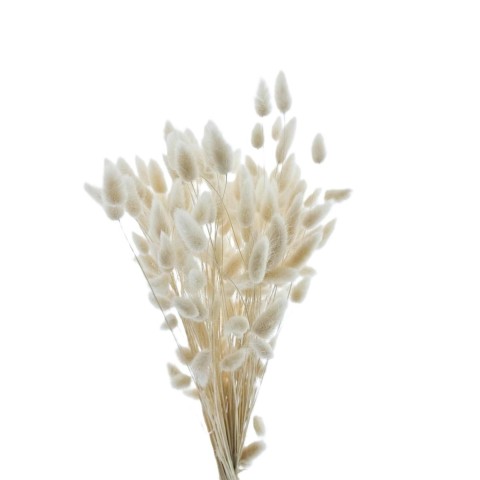 LAGARUS TOPINO BIANCO 100GR 60